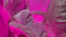 Queen_Angelena (8)